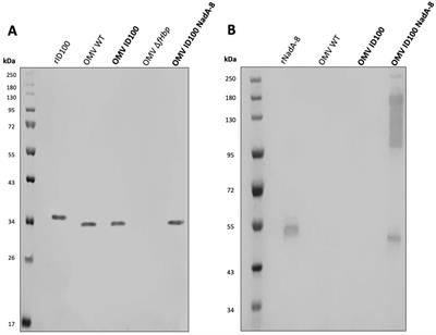 Characterisation and Immunogenicity of Neisseria cinerea outer membrane vesicles displaying NadA, NHBA and fHbp from Neisseria meningitidis serogroup B